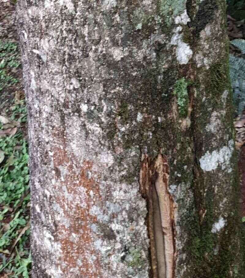 Rauvolfia sellowii bark