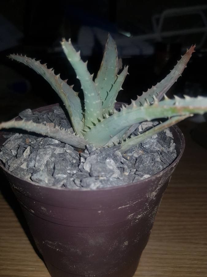 Aloe grandidentata — search result for 'Aloe'