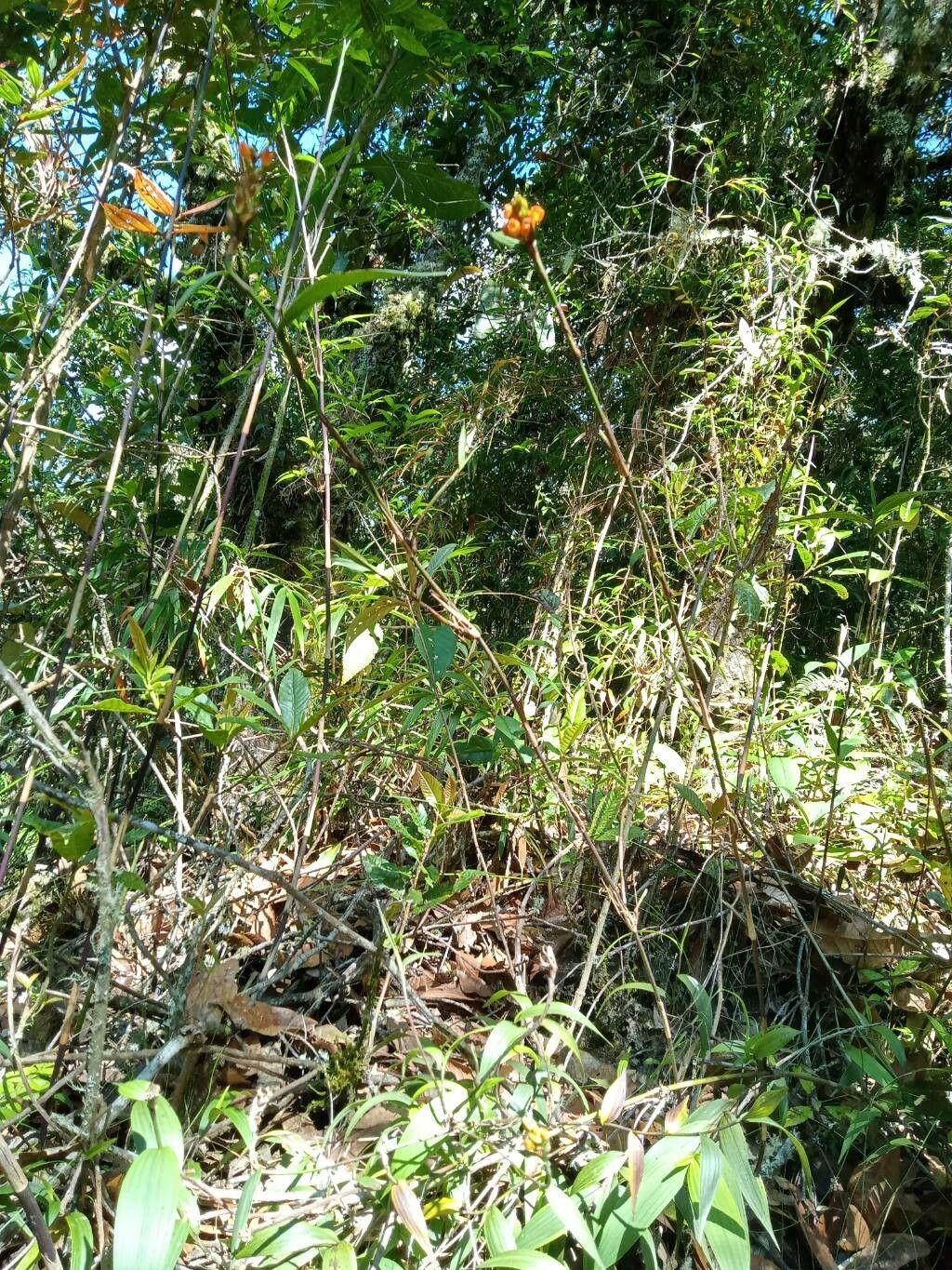 Elleanthus aurantiacus habit