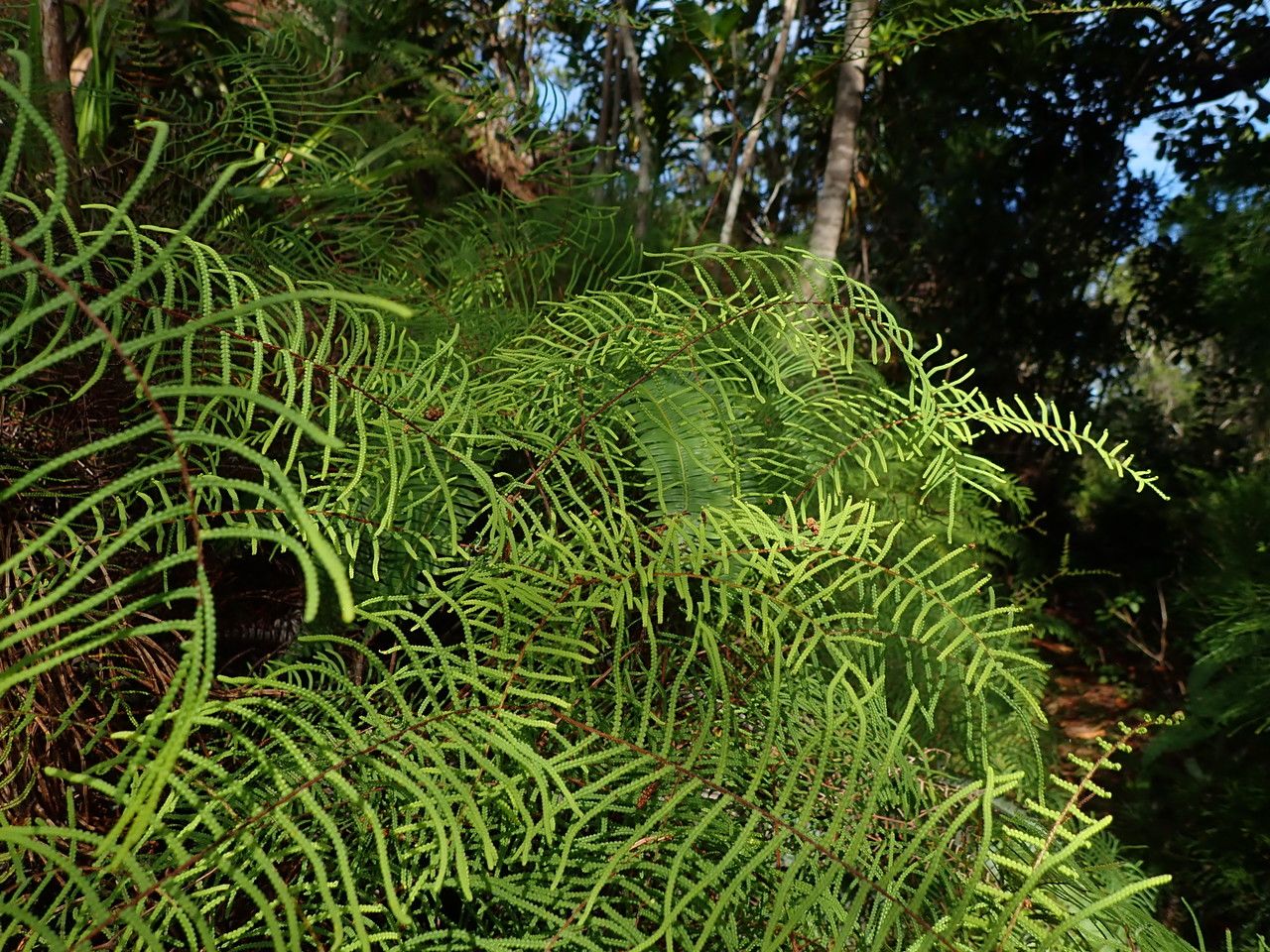 Gleichenia dicarpa habit