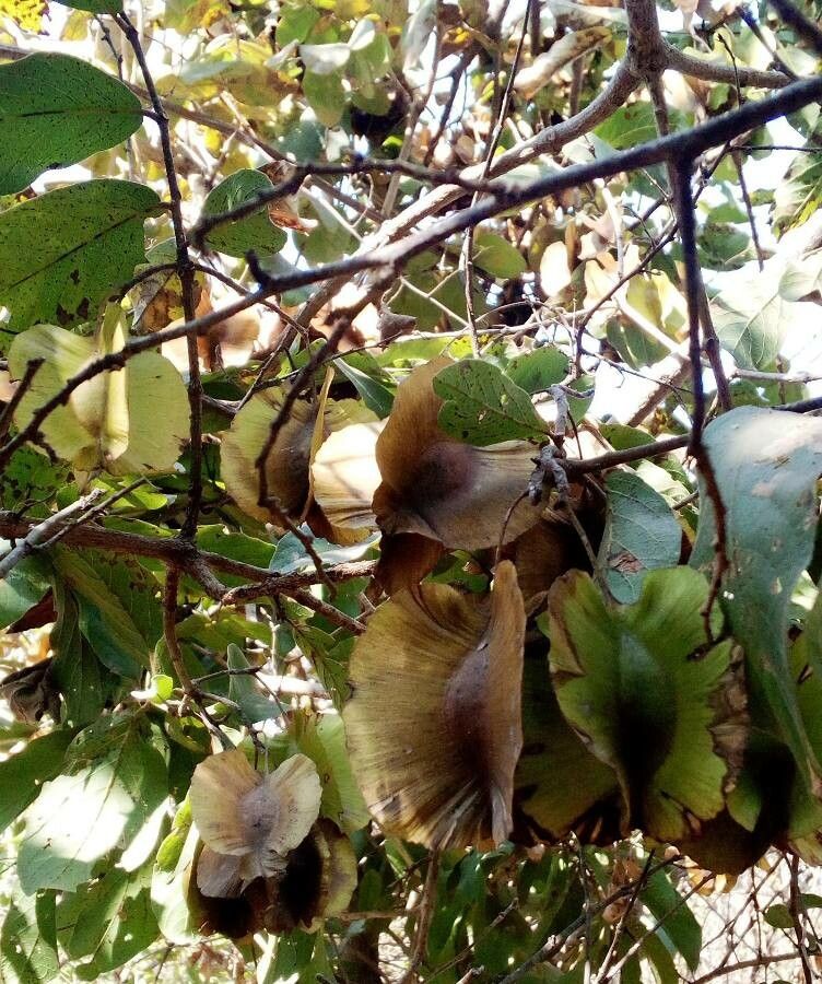 Combretum zeyheri fruit