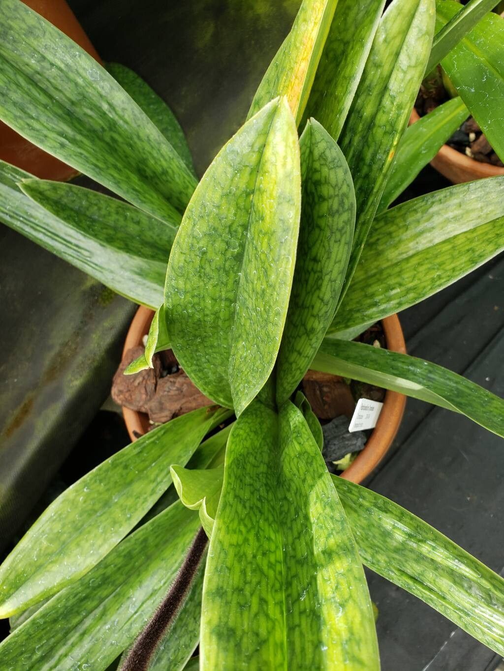 Paphiopedilum superbiens leaf