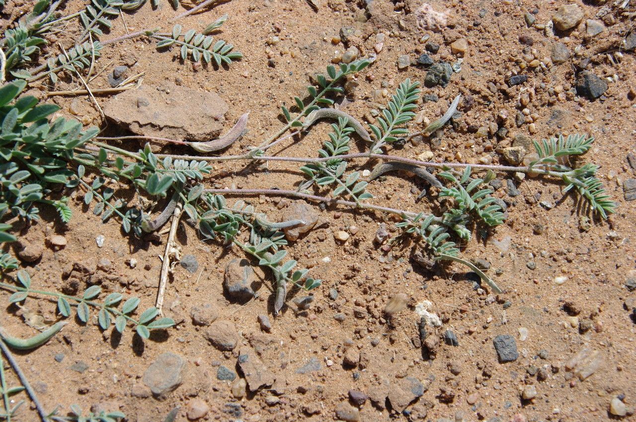 Astragalus eremophilus — houseplant care guide