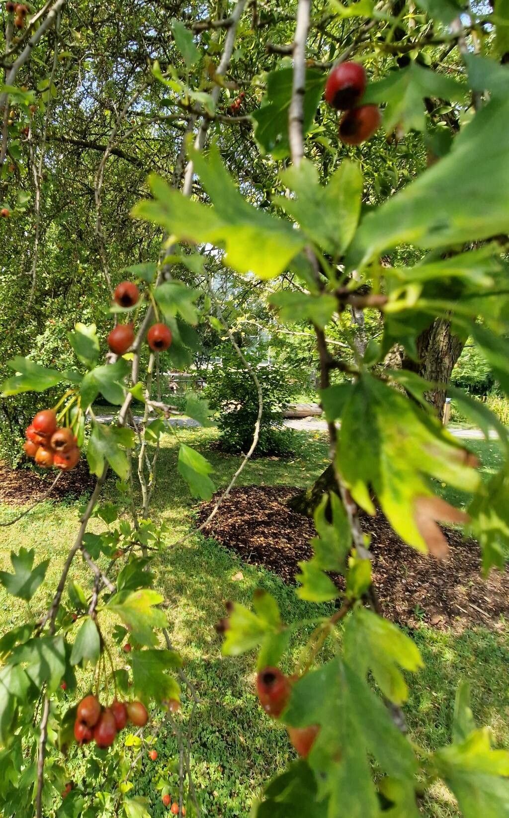 Crataegus turkestanica fruit