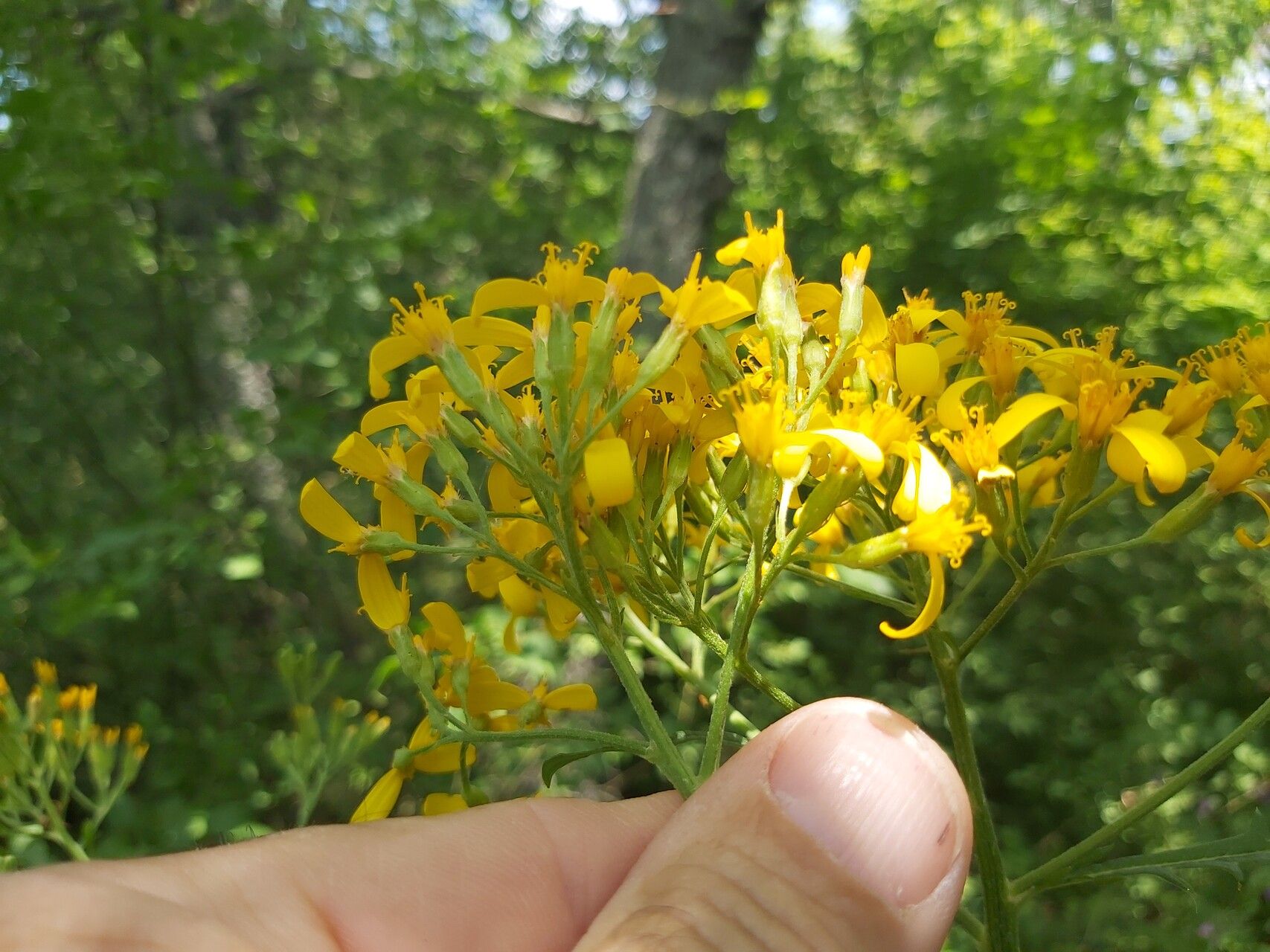 Jacobaea othonnae flower