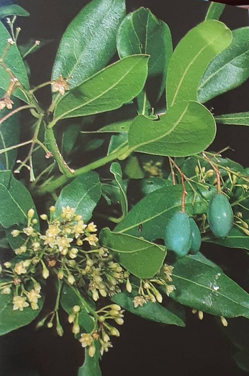 Persea barbujana flower