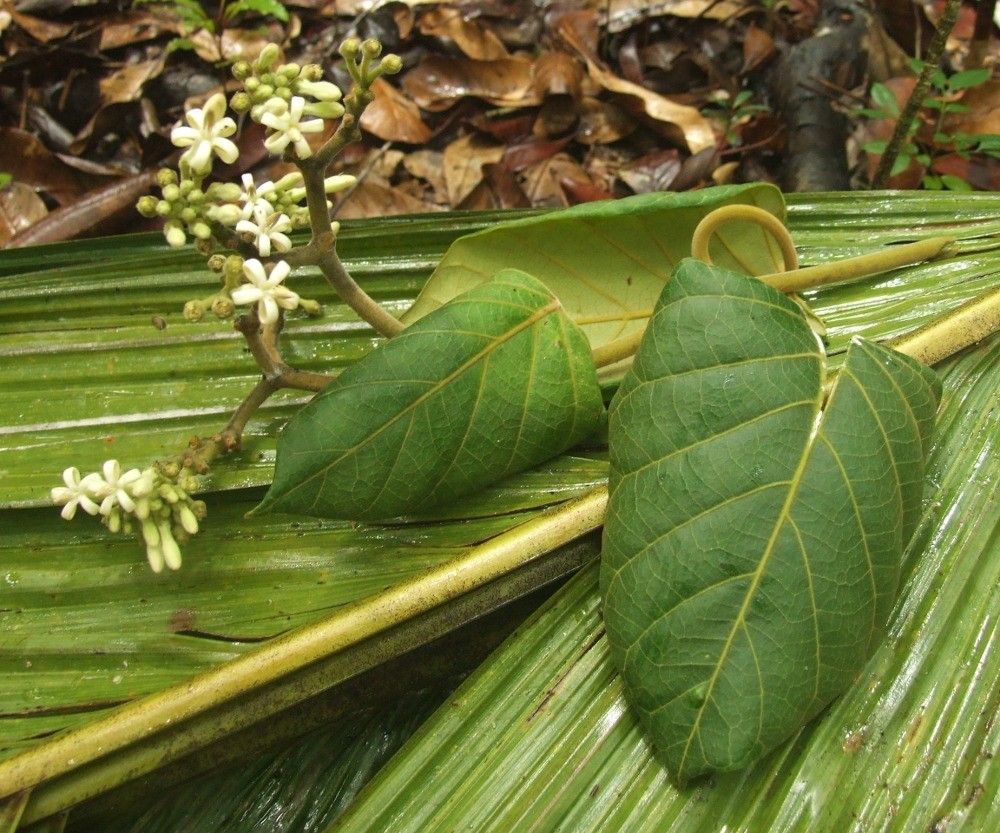 Parsonsia longiflora habit