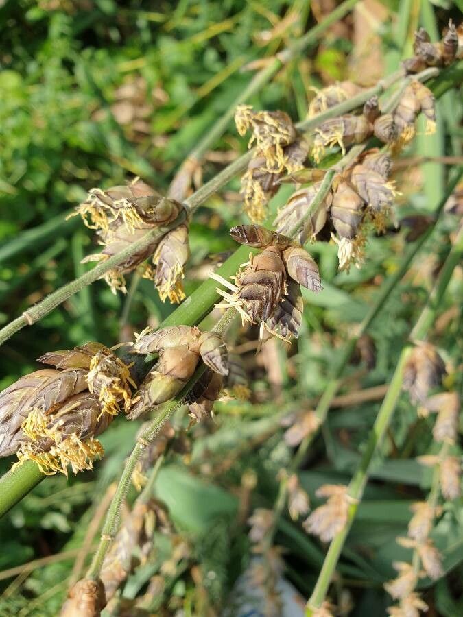 Dendrocalamus latiflorus flower
