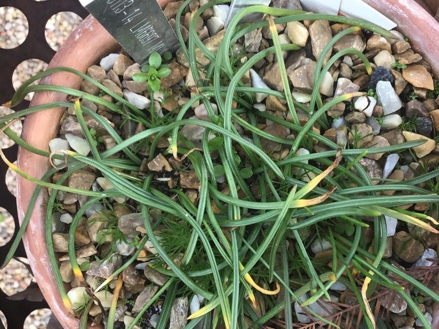 Muscari baeticum leaf