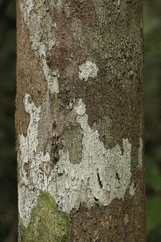 Mouriri nervosa bark