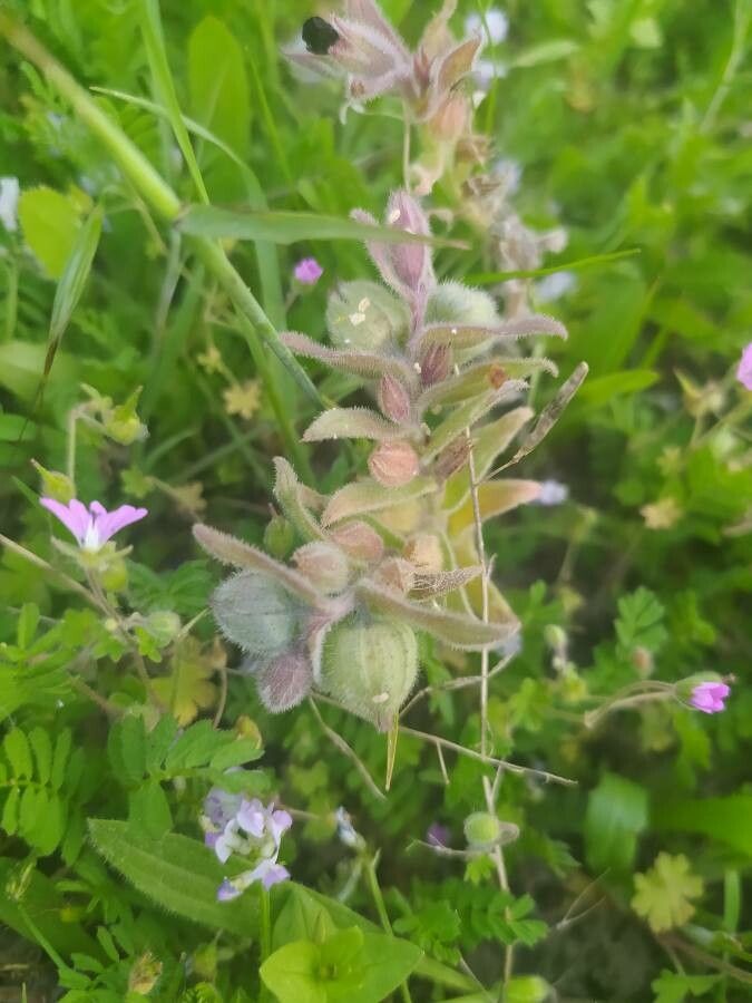 Nonea vesicaria fruit