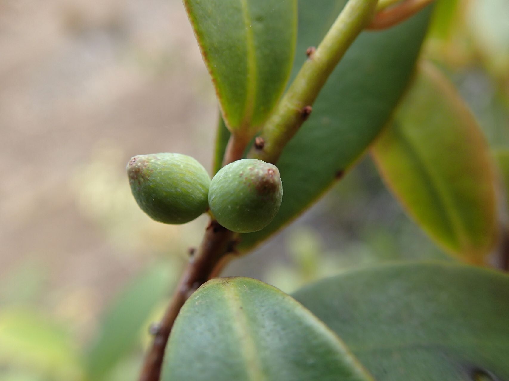 Myrsine novocaledonica — houseplant care guide