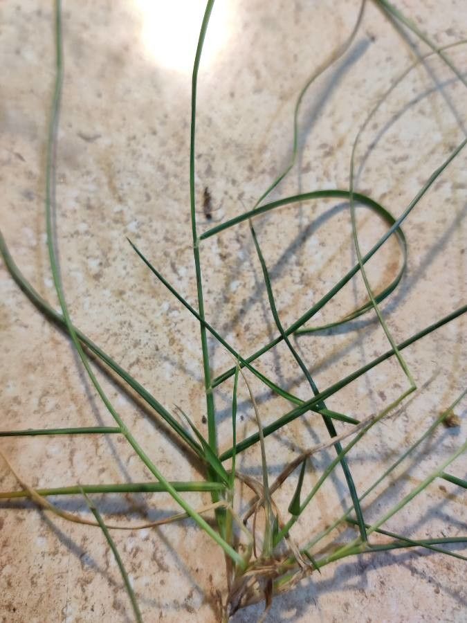 Paspalum vaginatum — flood tolerant houseplant