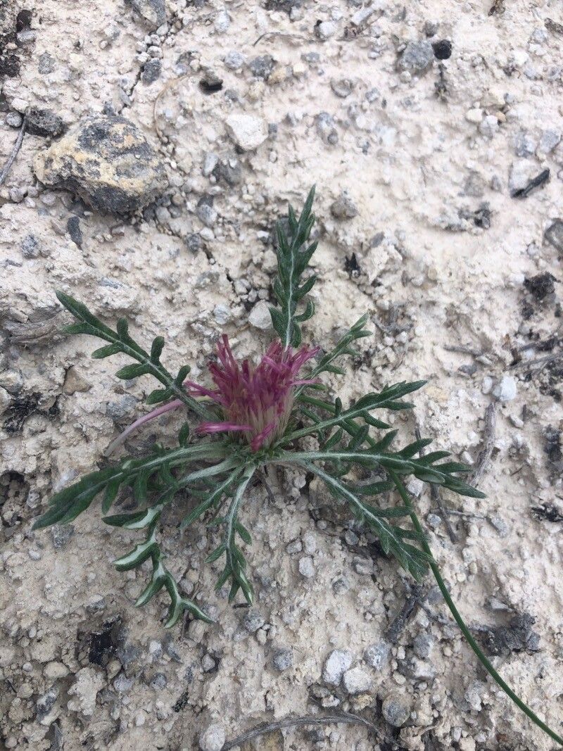 Jurinea humilis flower