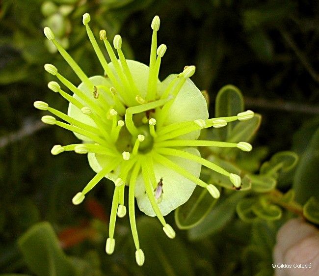 Xanthostemon laurinus — houseplant care guide