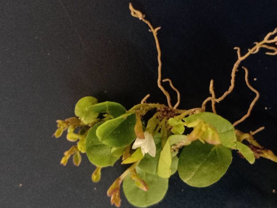 Evolvulus nummularius flower