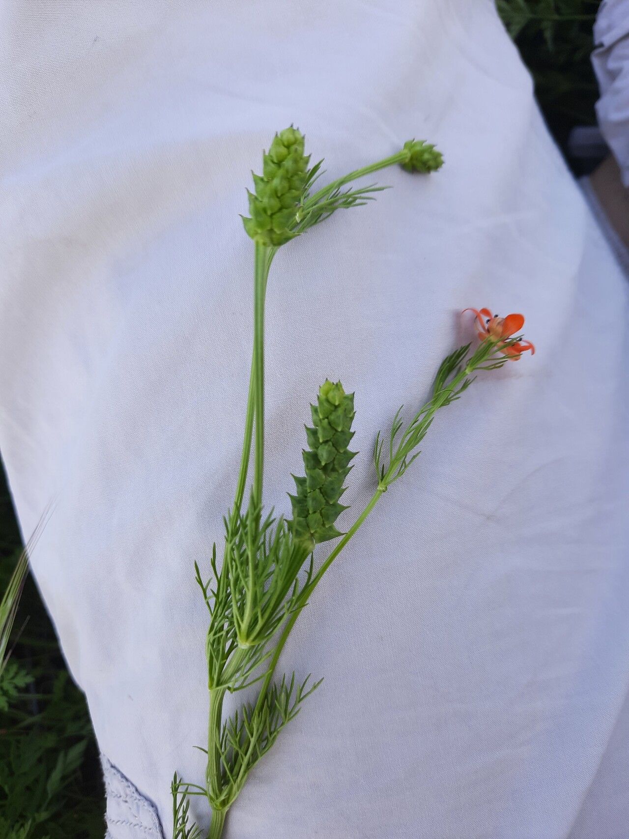 Adonis aestivalis fruit