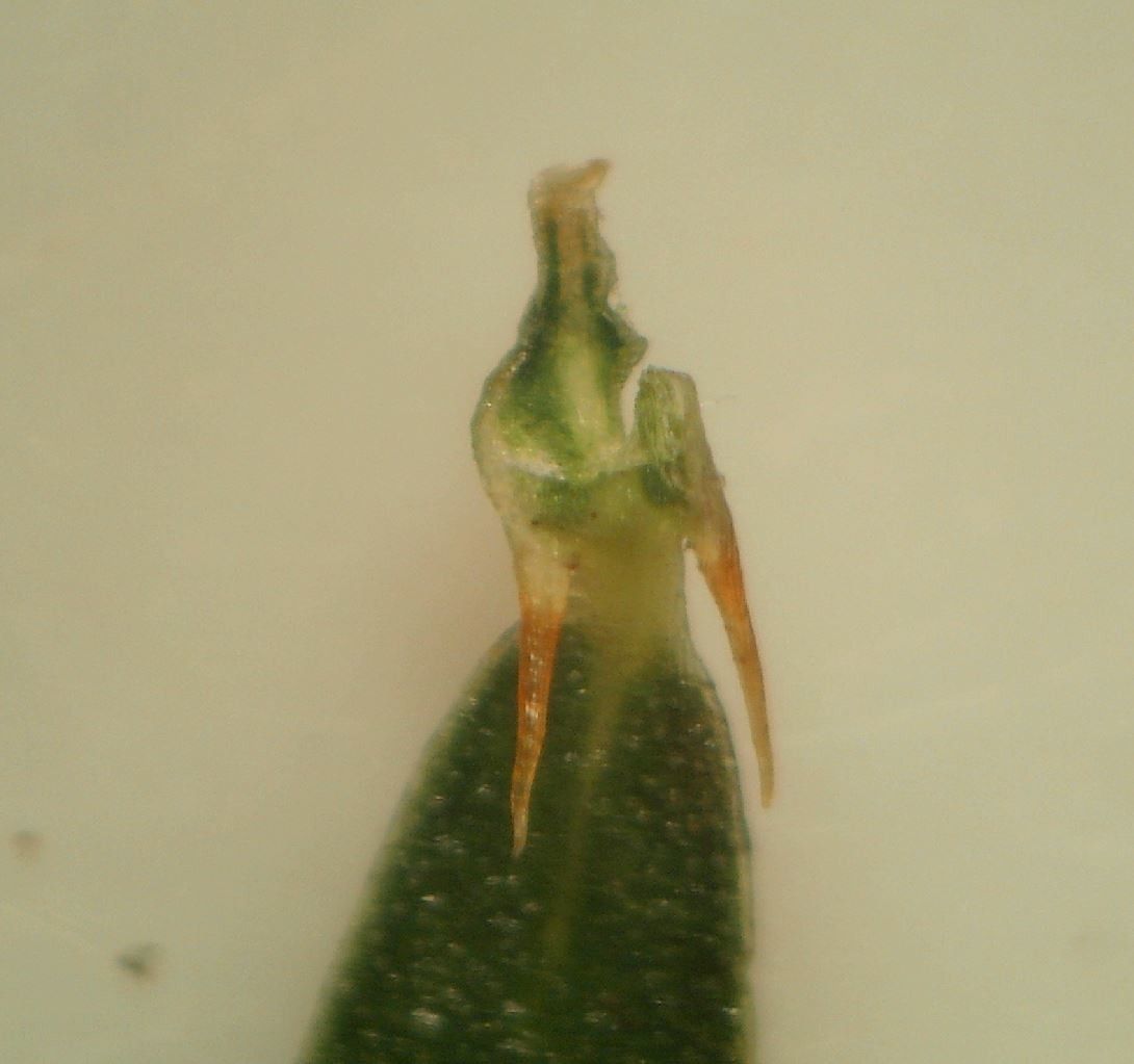 Genista micrantha fruit