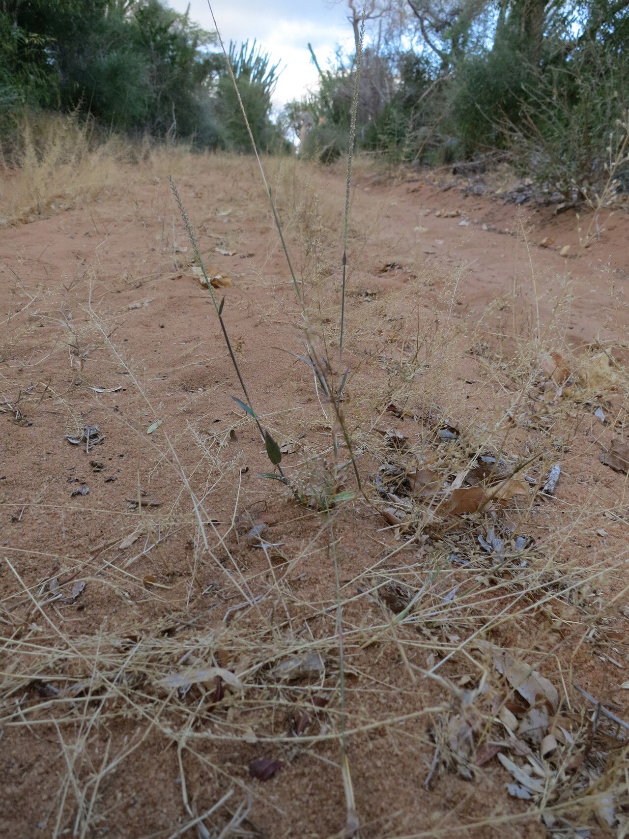 Perotis arenacea habit