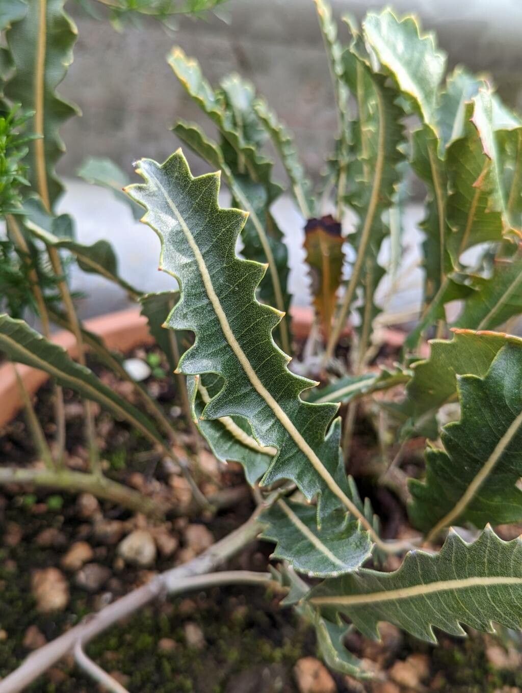 Banksia gardneri leaf