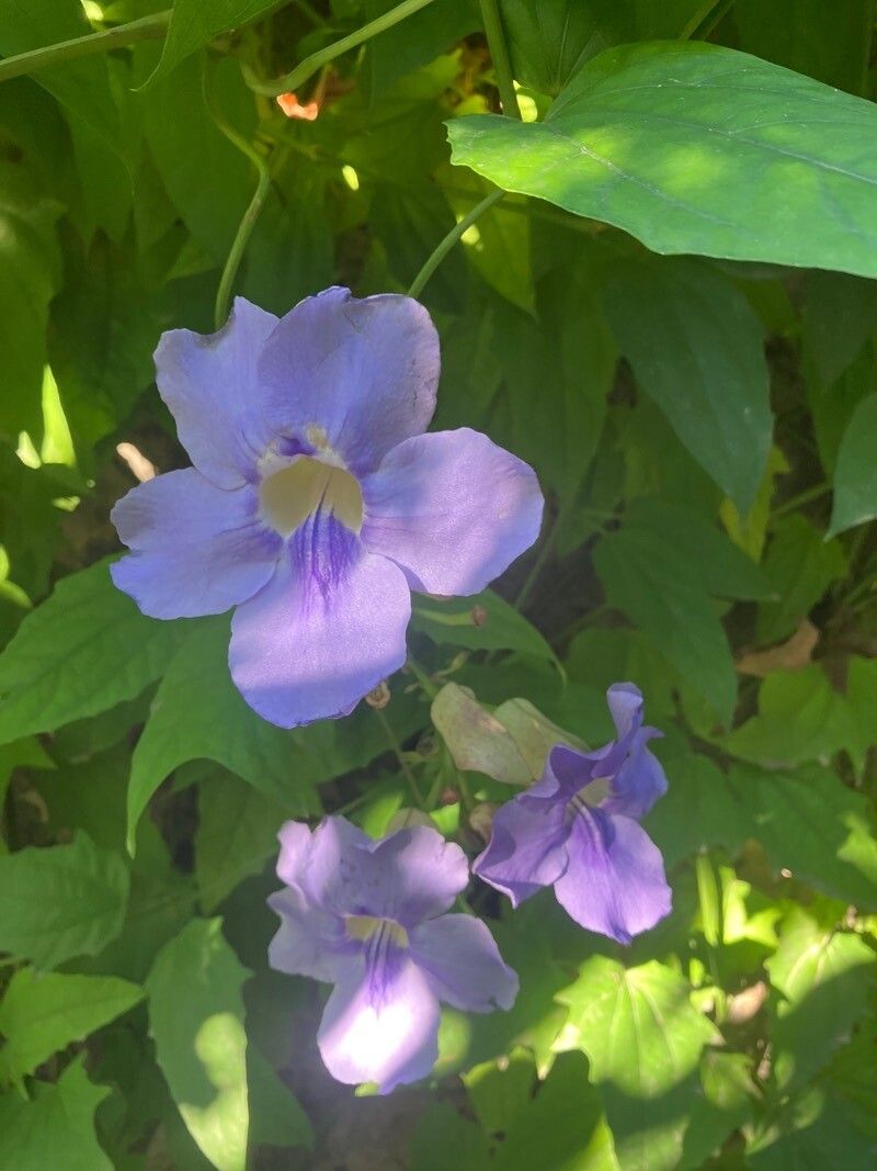 Mucuna atropurpurea — related species from the same genus