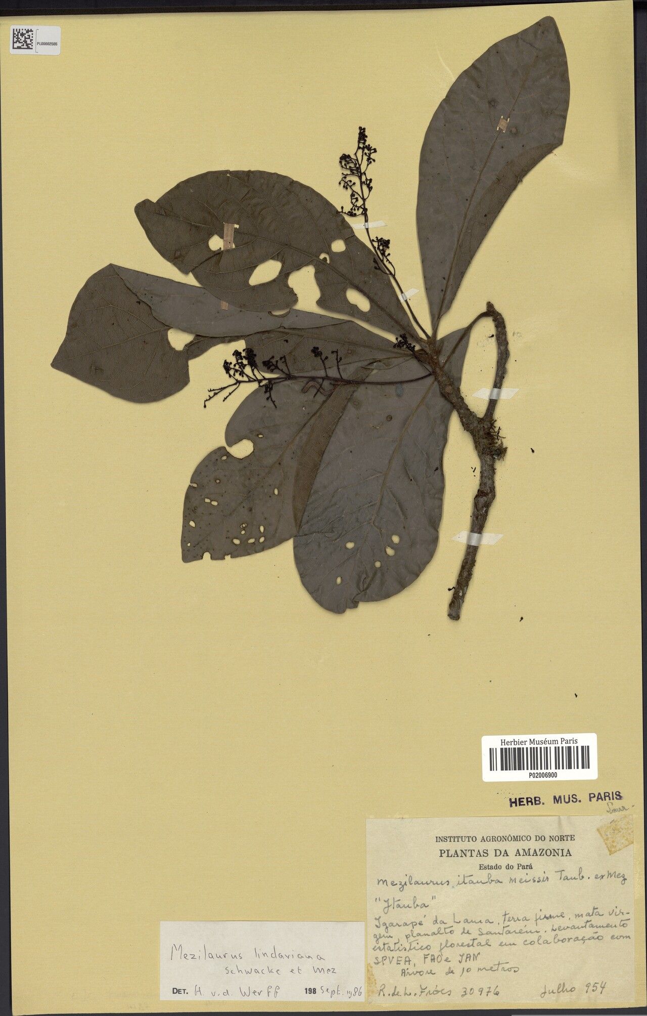 Mezilaurus lindaviana — related species from the same genus