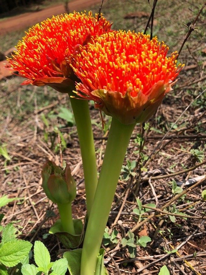 Scadoxus puniceus flower