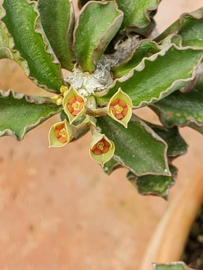 Euphorbia decaryi flower