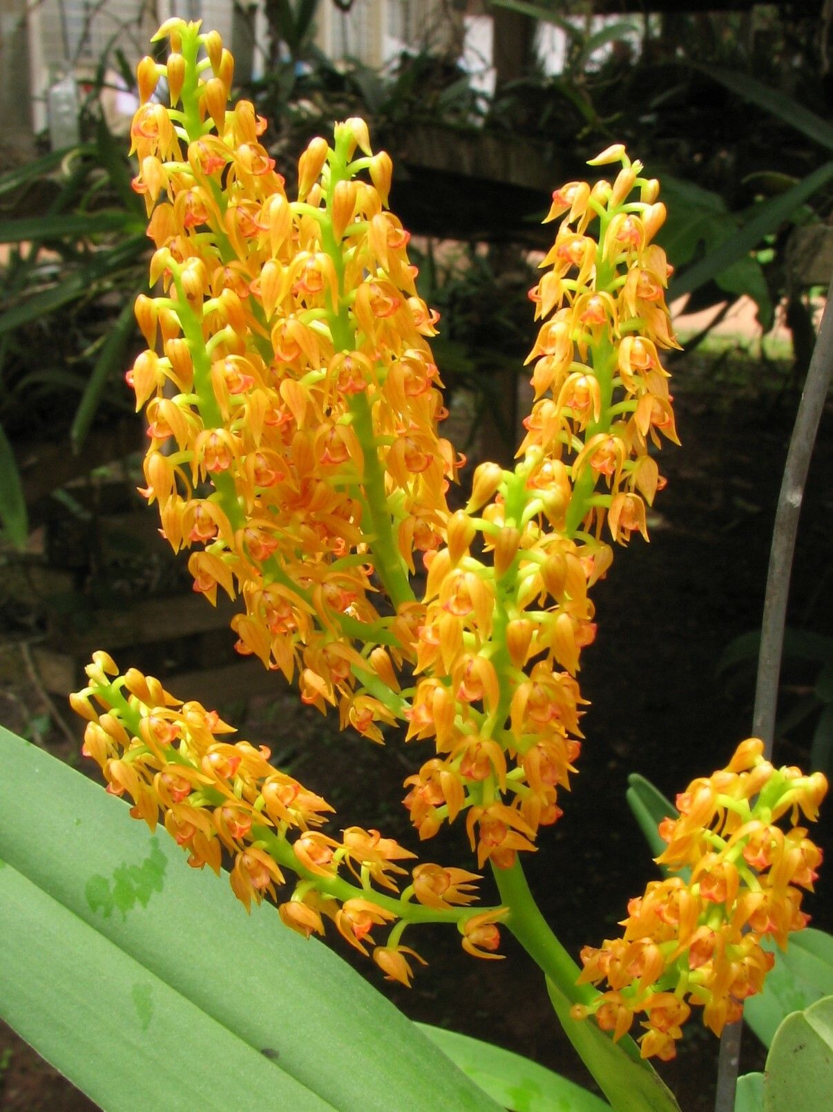 Polystachya paniculata flower