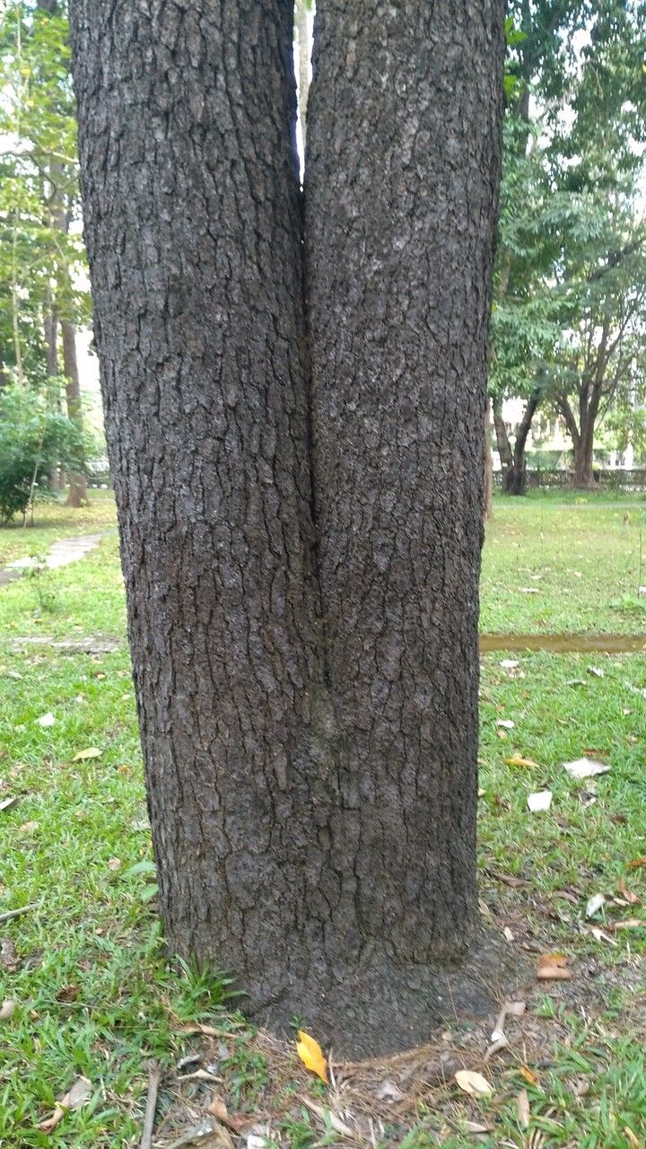 Pinus merkusii bark