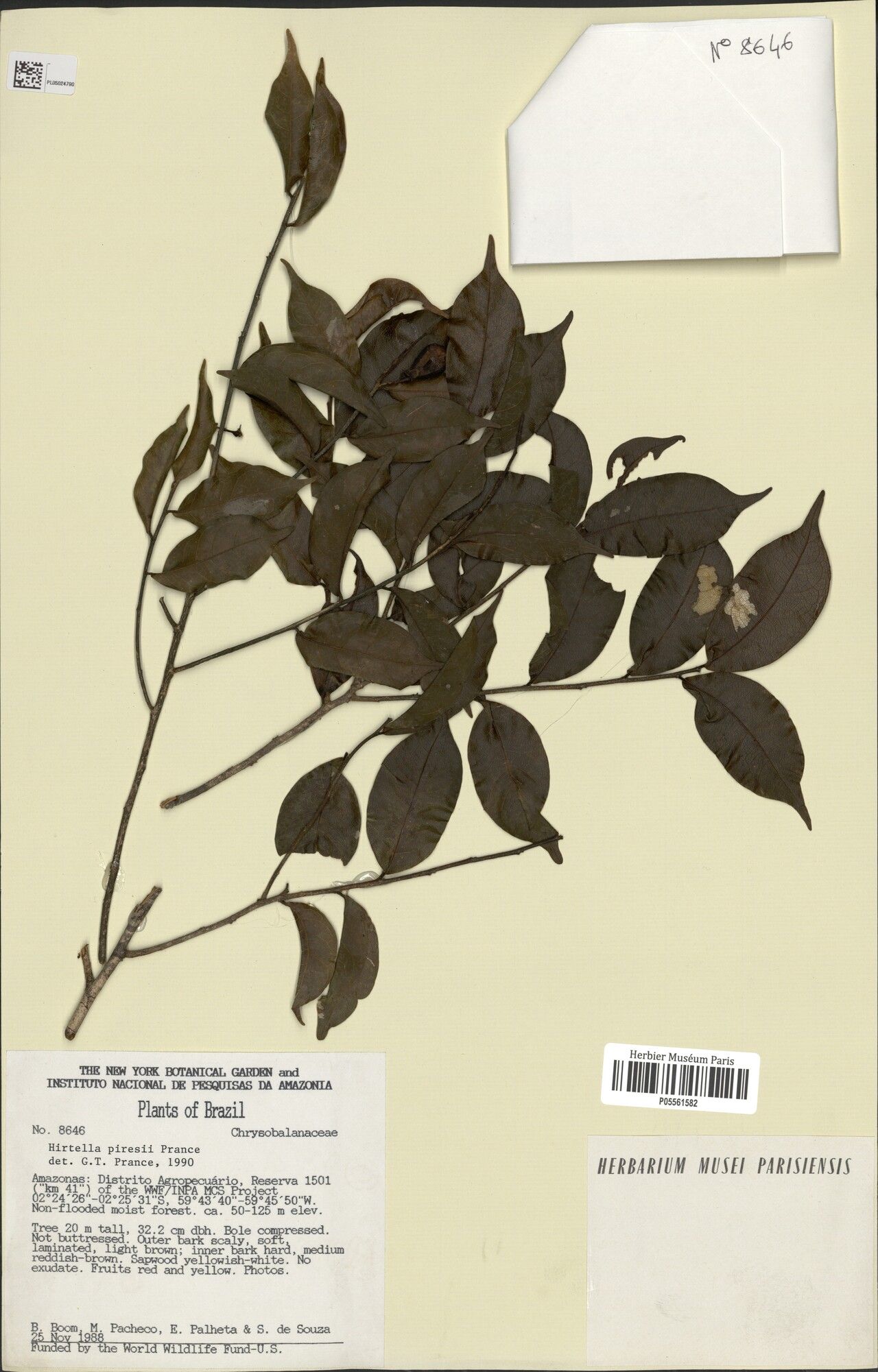 Hirtella piresii — houseplant care guide