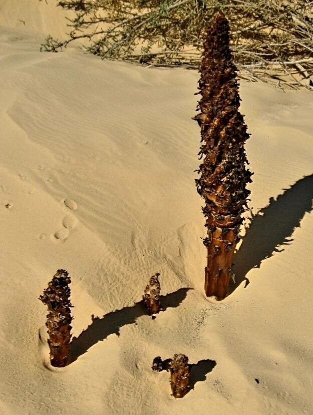 Orobanche densiflora flower