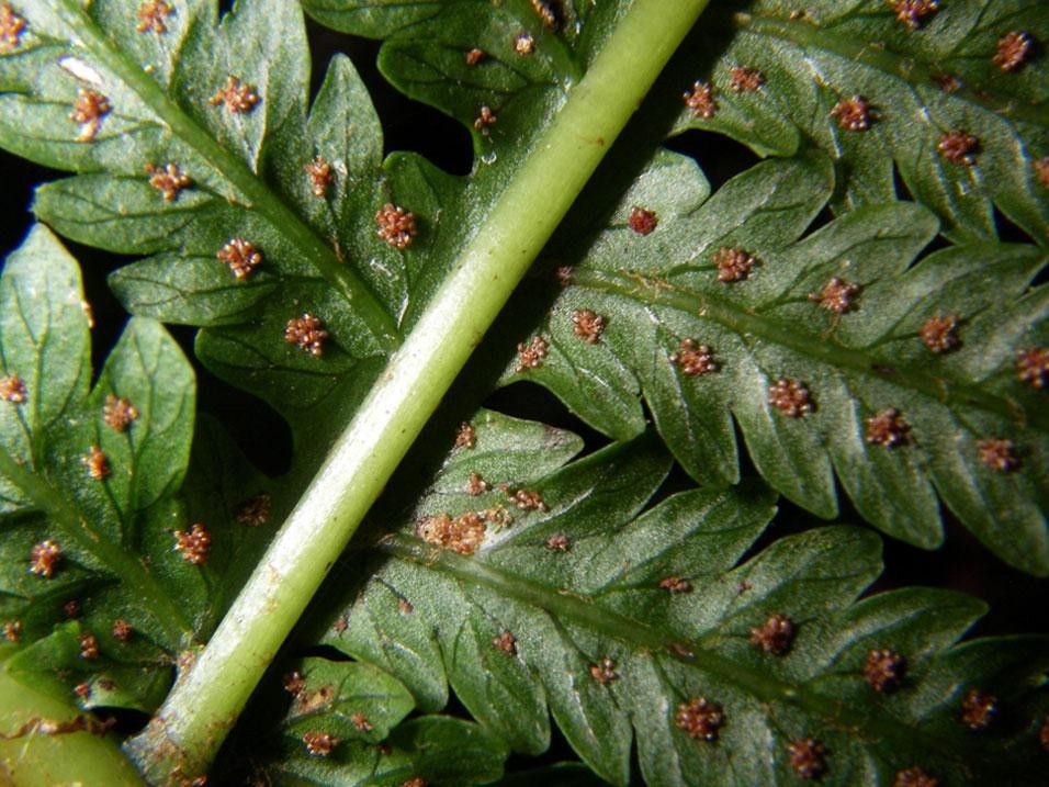Stigmatopteris lechleri bark