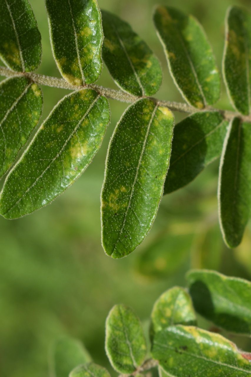 Lannea humilis — search result for 'Lannea'