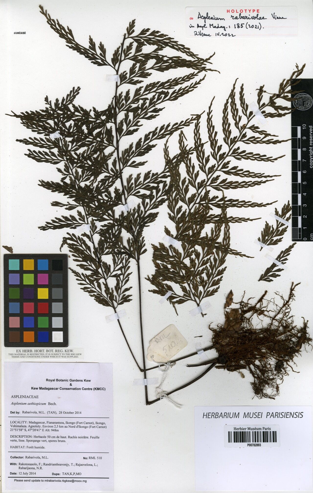 Asplenium rabarivolae — houseplant care guide