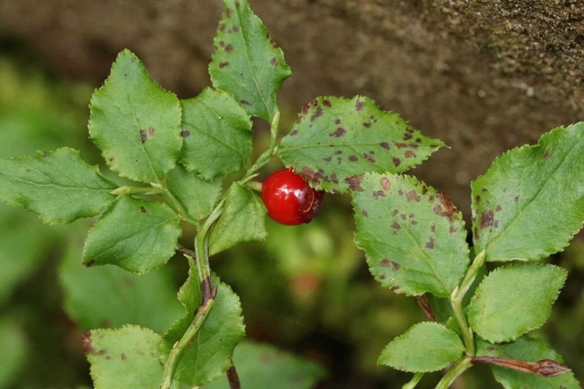 Vaccinium yatabei — search result for 'Vaccinium'