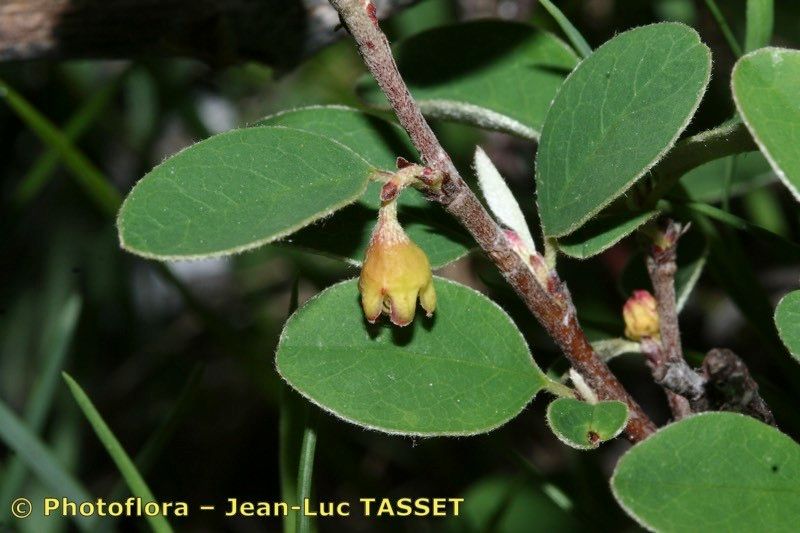 Cotoneaster uniflorus flower