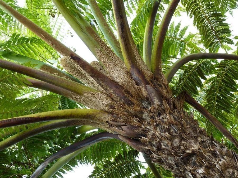 Sphaeropteris intermedia bark