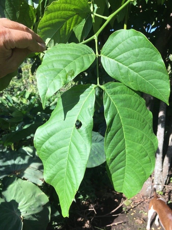 Senna papillosa leaf