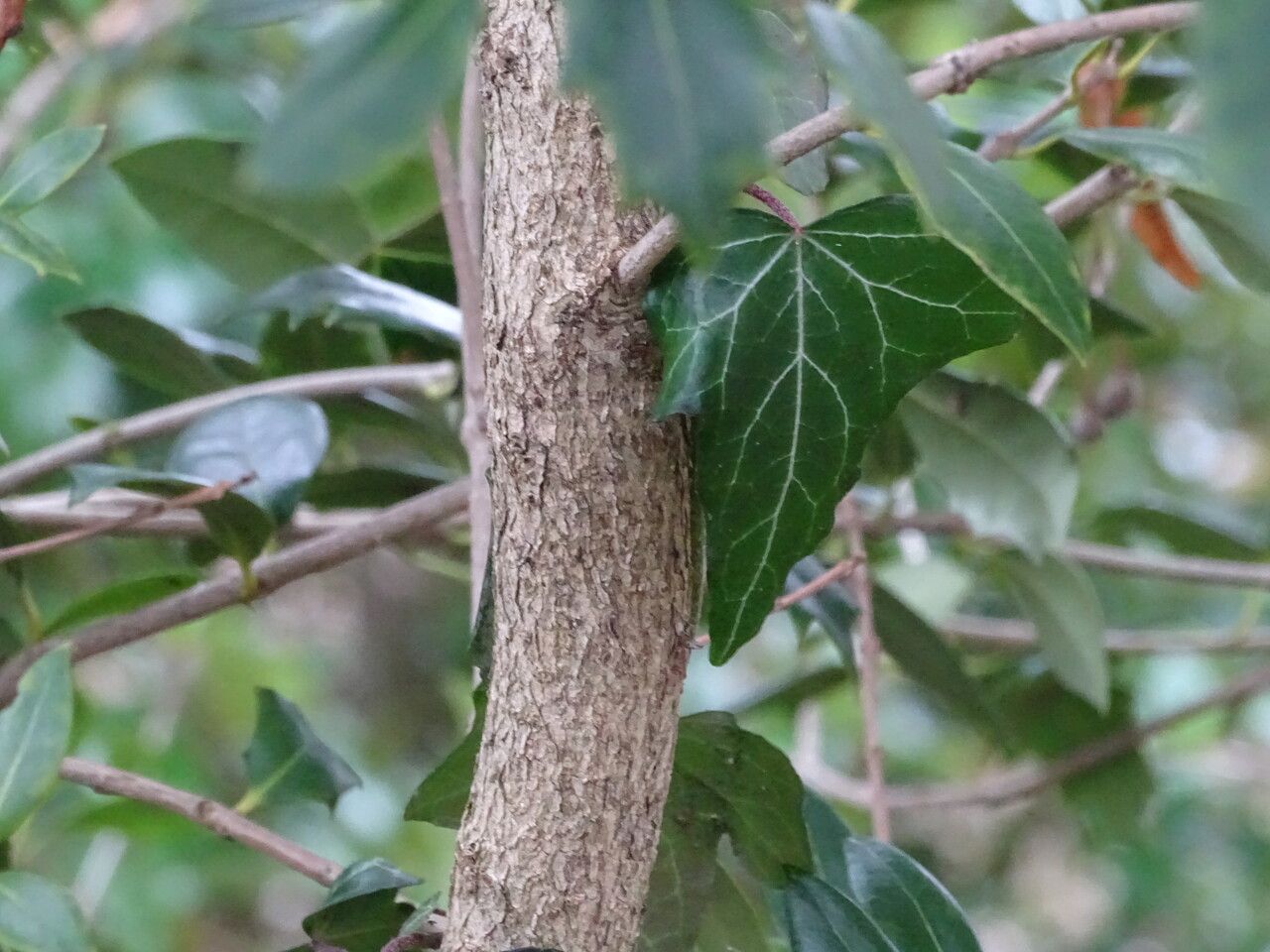 Olearia ilicifolia bark