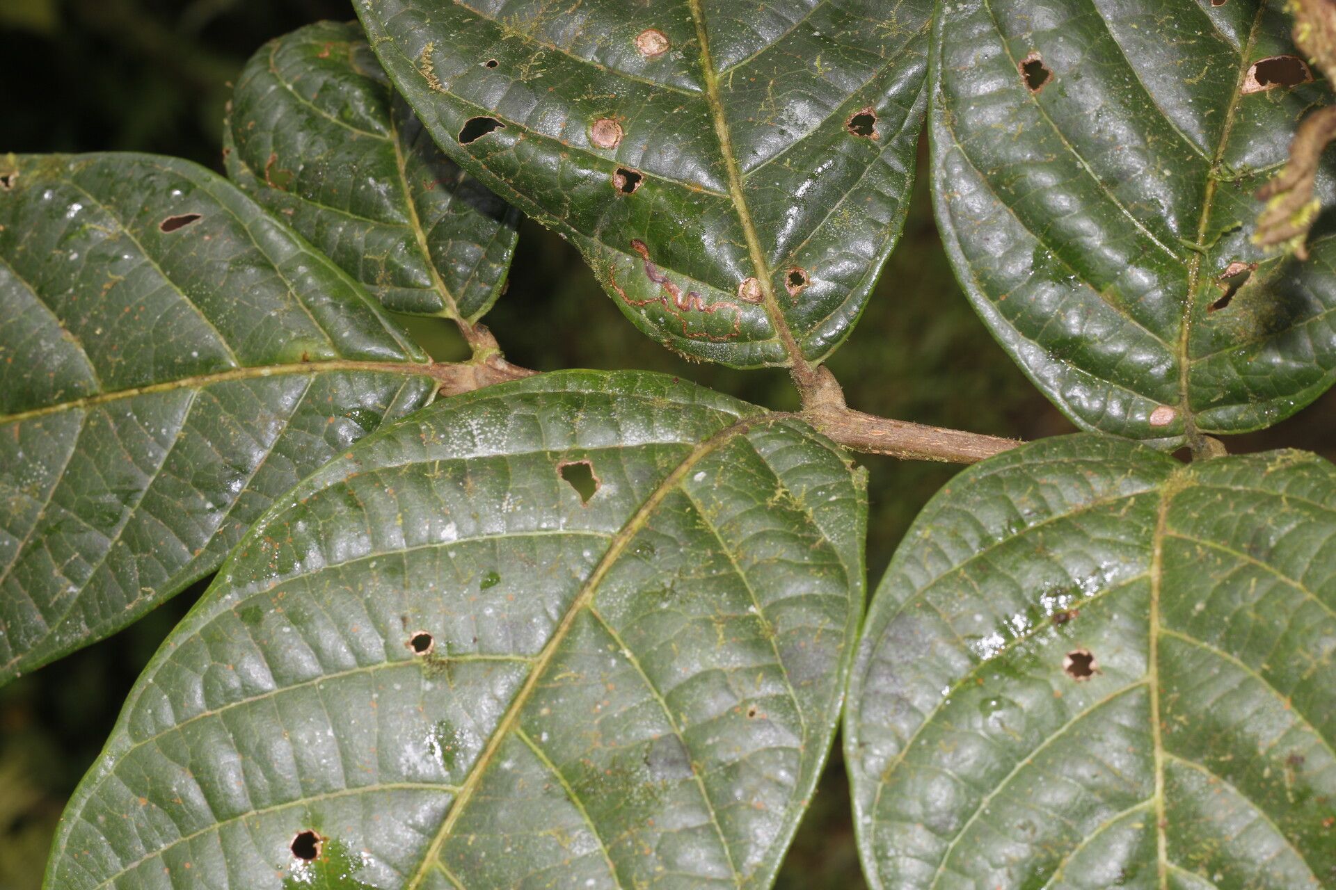 Cupania moralesii — houseplant care guide