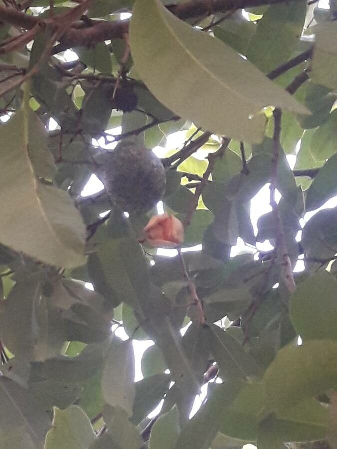 Annona montana flower