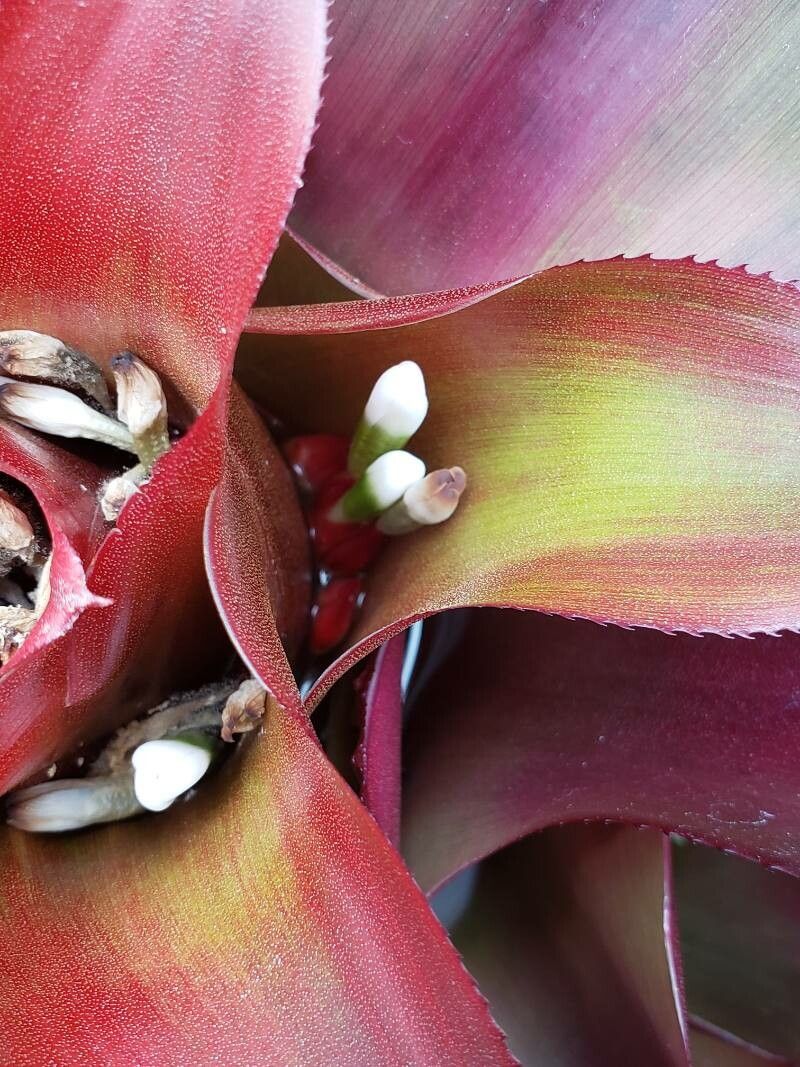 Nidularium innocentii flower