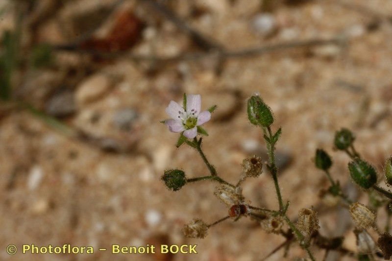 Arenaria emarginata other