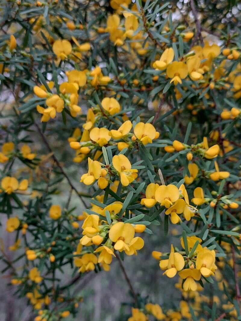 Pultenaea flexilis habit