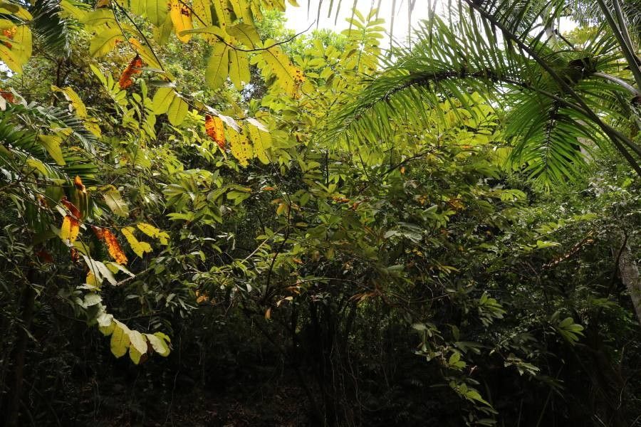 Castilla elastica leaf