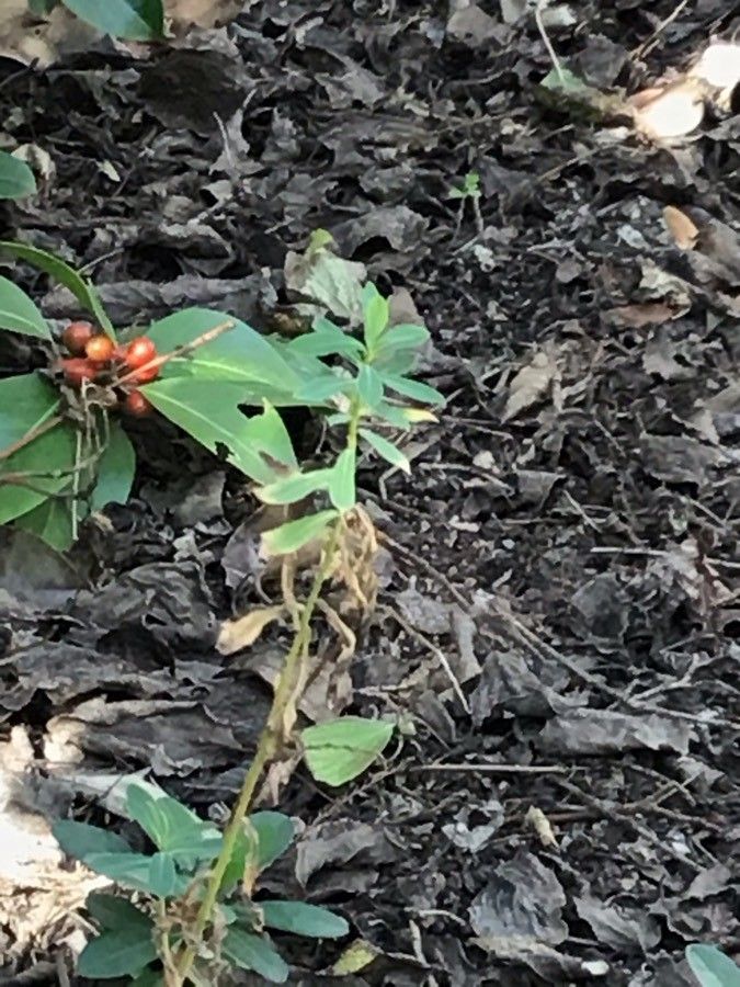 Euphorbia paniculata — search result for 'Mediterranean Basin'