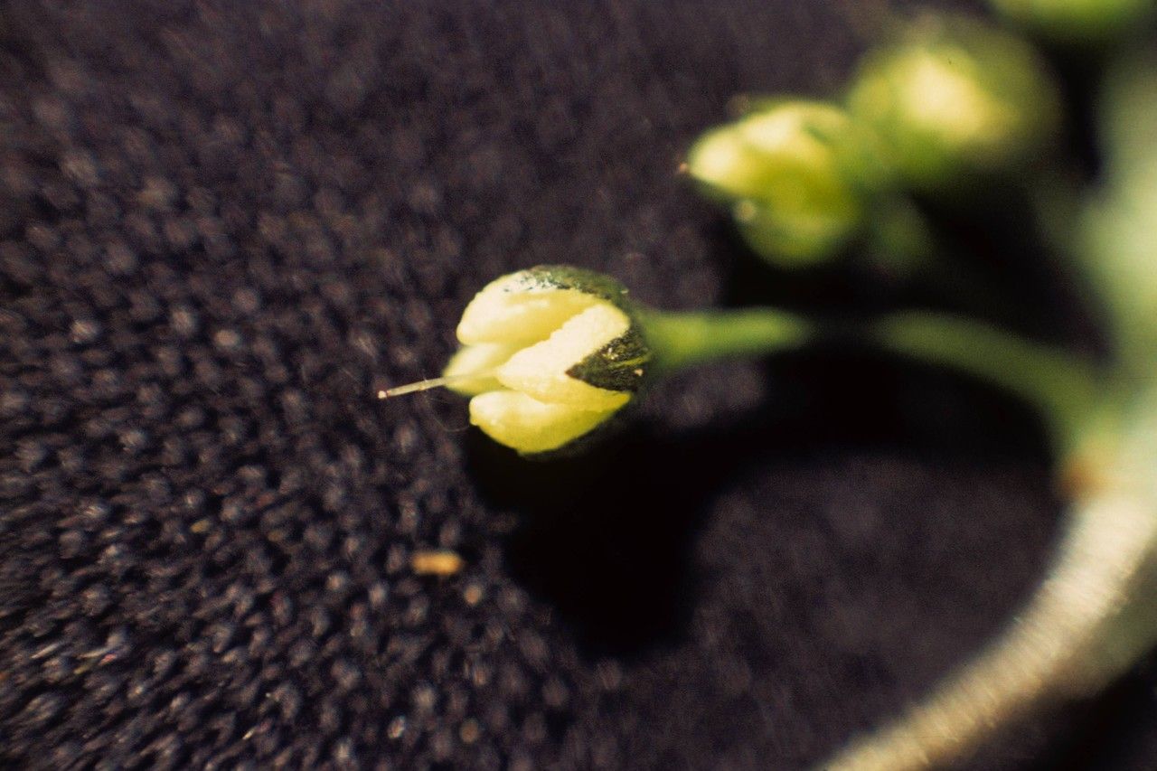 Mertensia bella flower