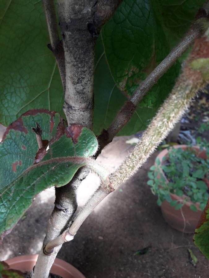 Coccoloba caravellae bark