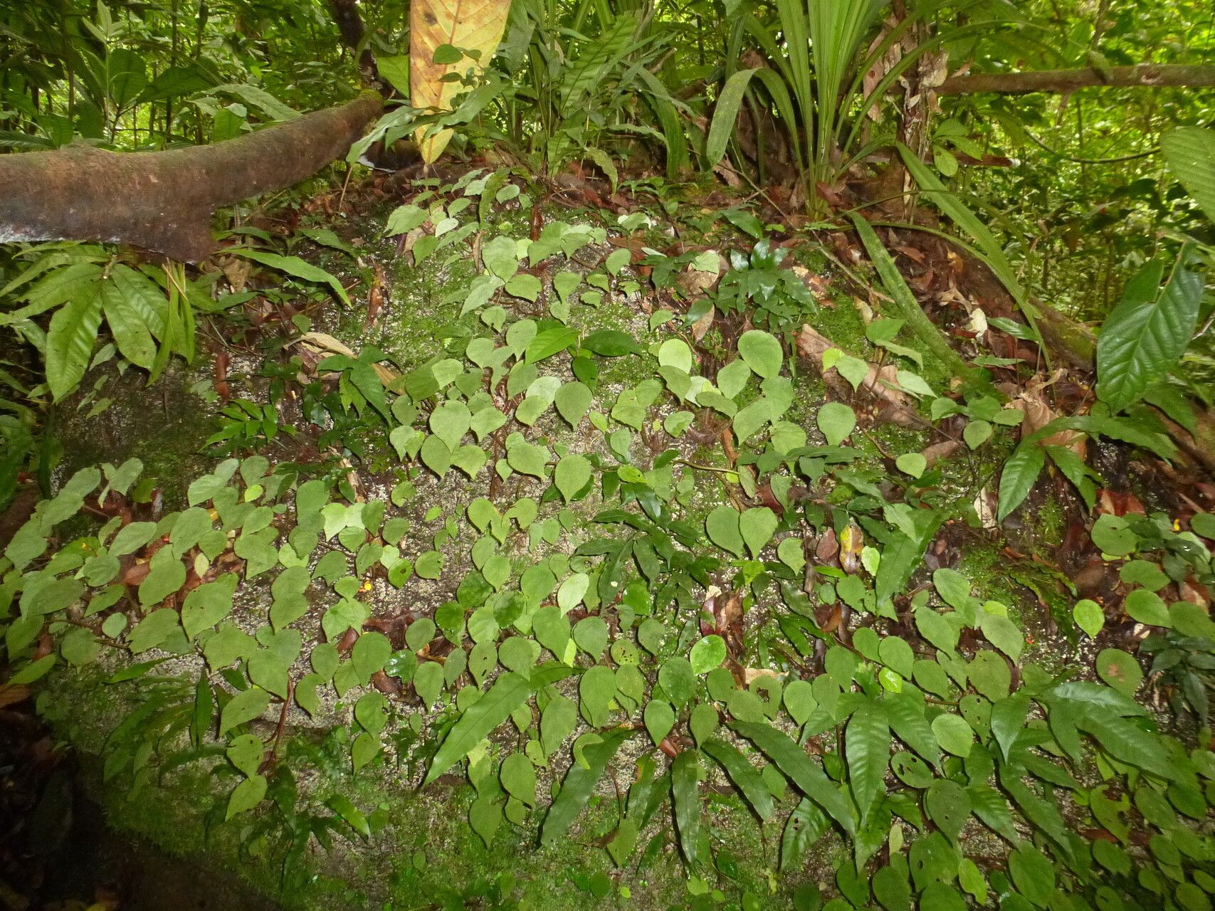 Begonia quadrialata — houseplant care guide